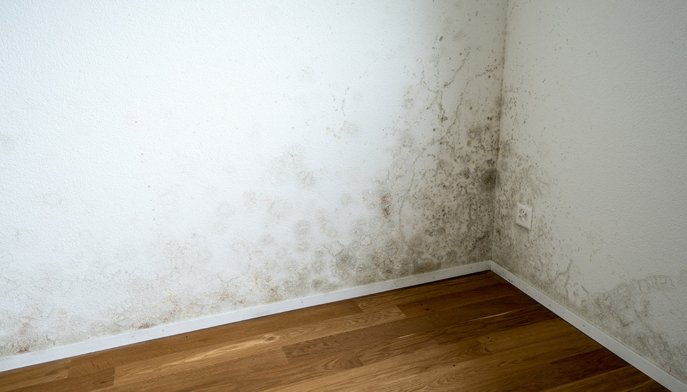 Image for Post How to Know if Mold is in Your Wall, Part 1