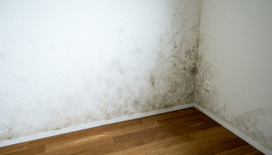 Image for post How to Know if Mold is in Your Wall, Part 1